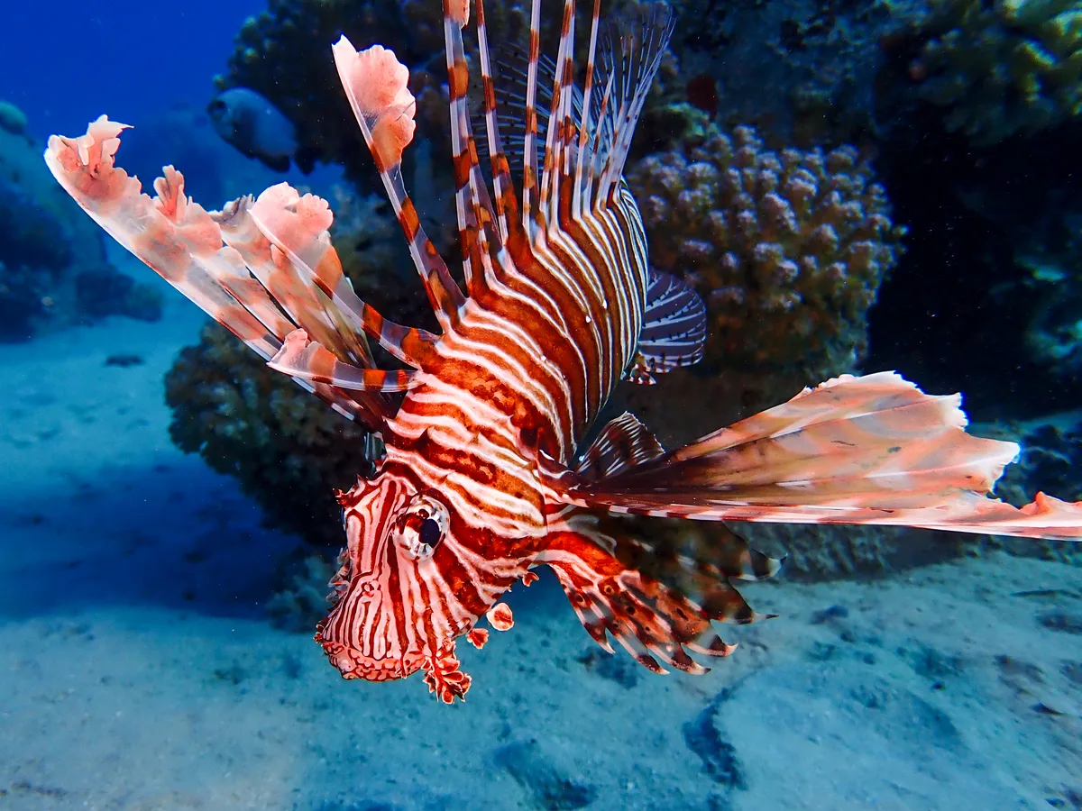 Common Lionfish