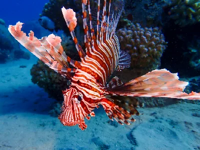 Common Lionfish