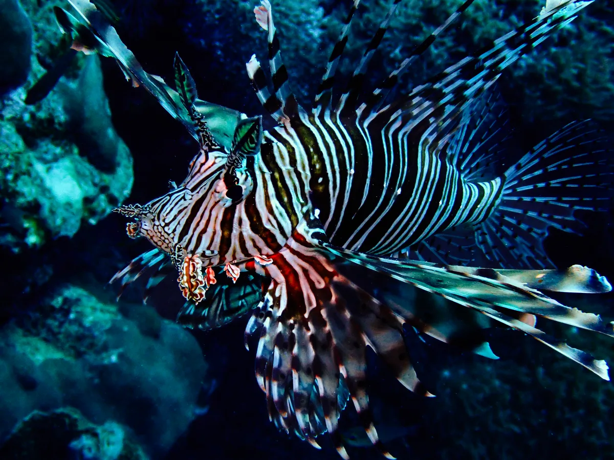 Common Lionfish