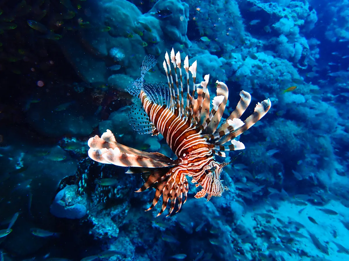 Common Lionfish