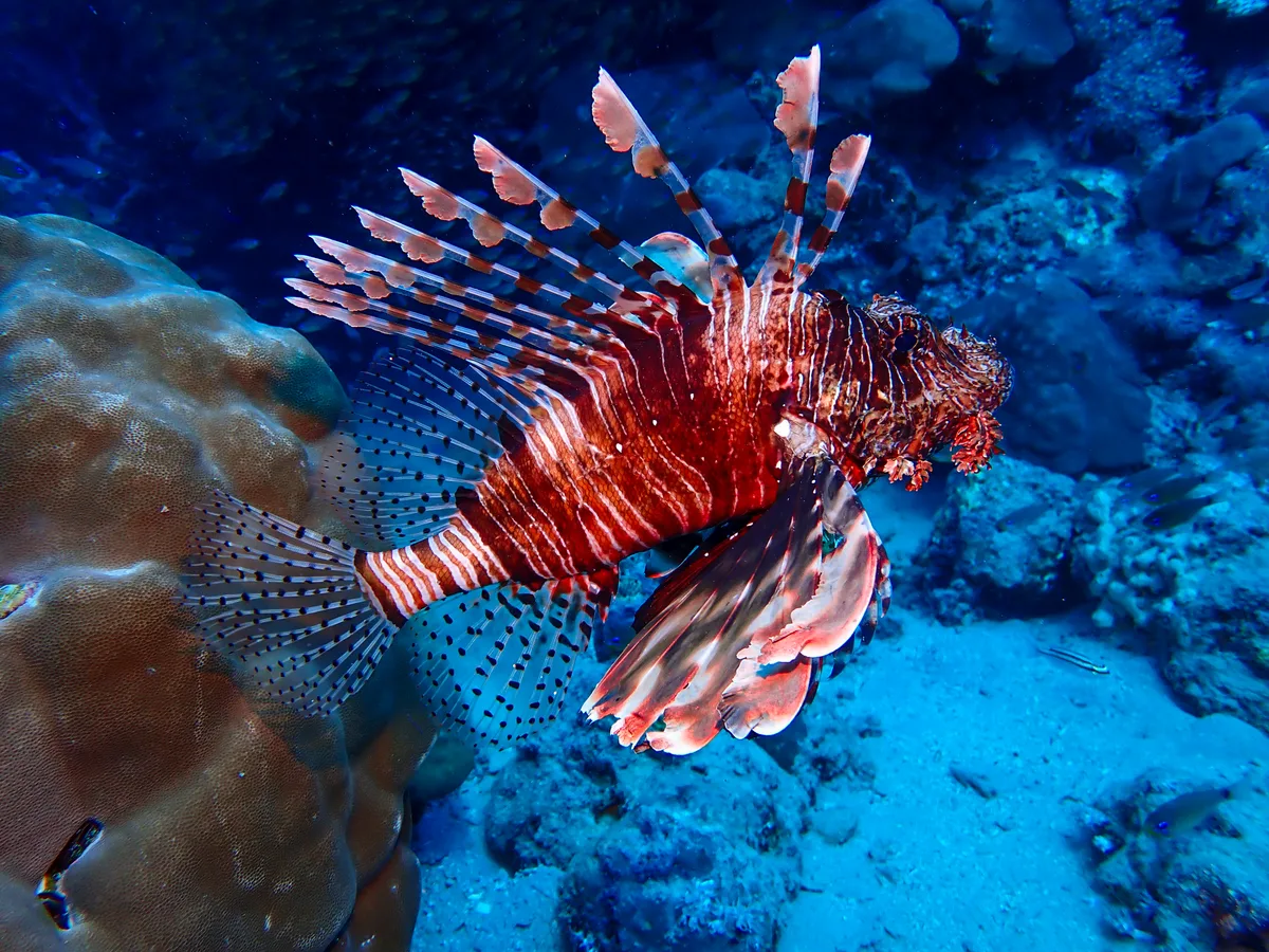 Common Lionfish