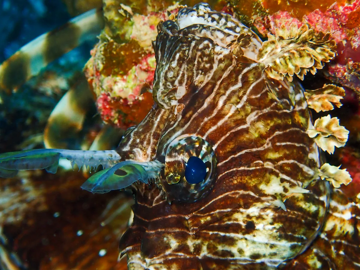 Common Lionfish