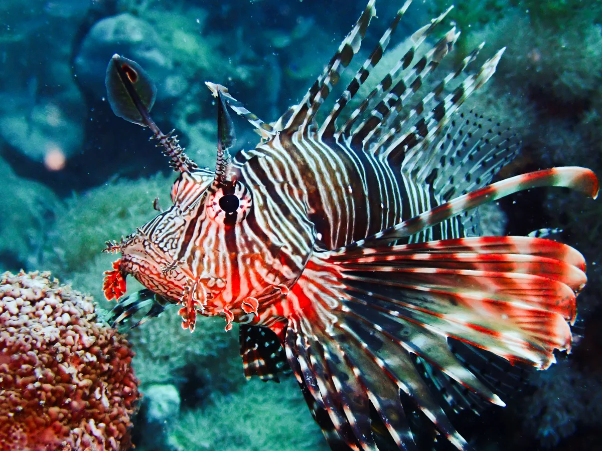 Common Lionfish