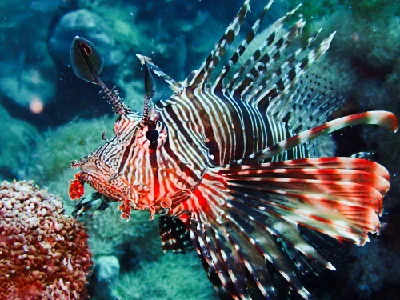 Common Lionfish