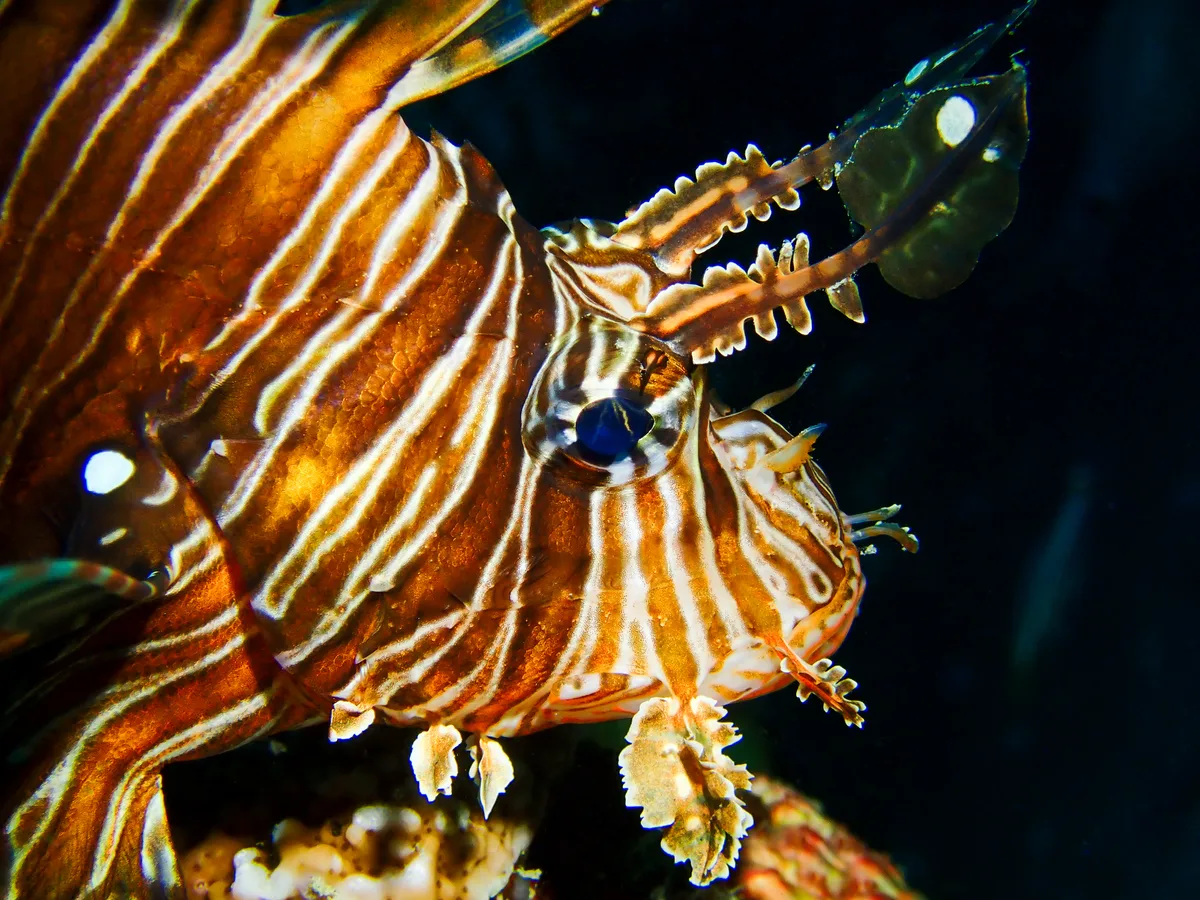 Common Lionfish