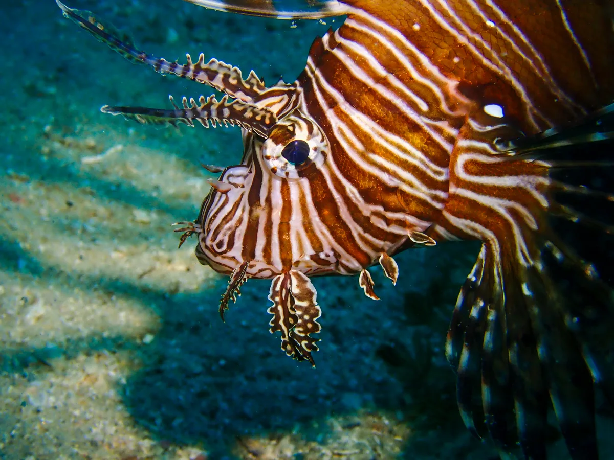 Common Lionfish
