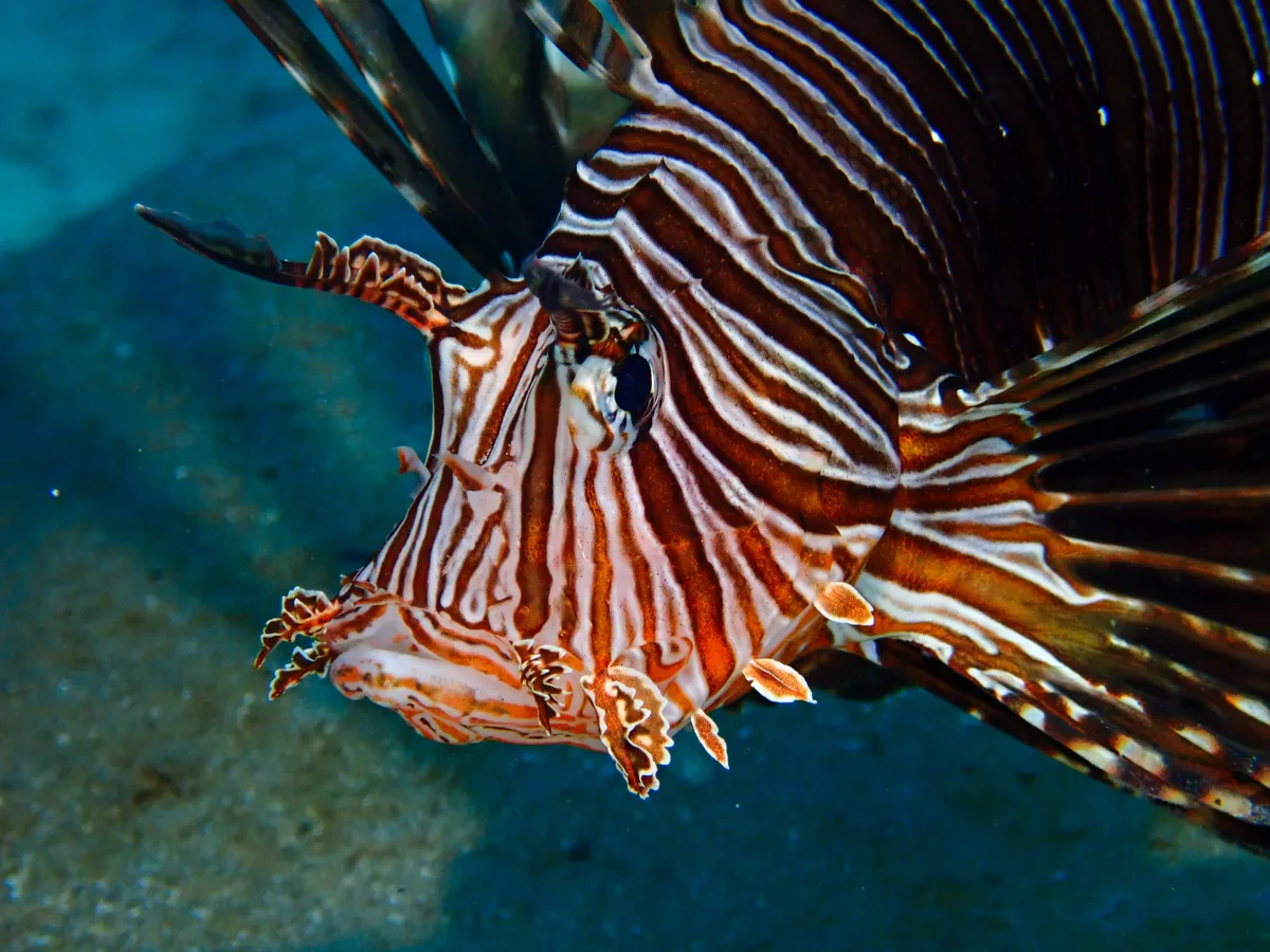 Common Lionfish
