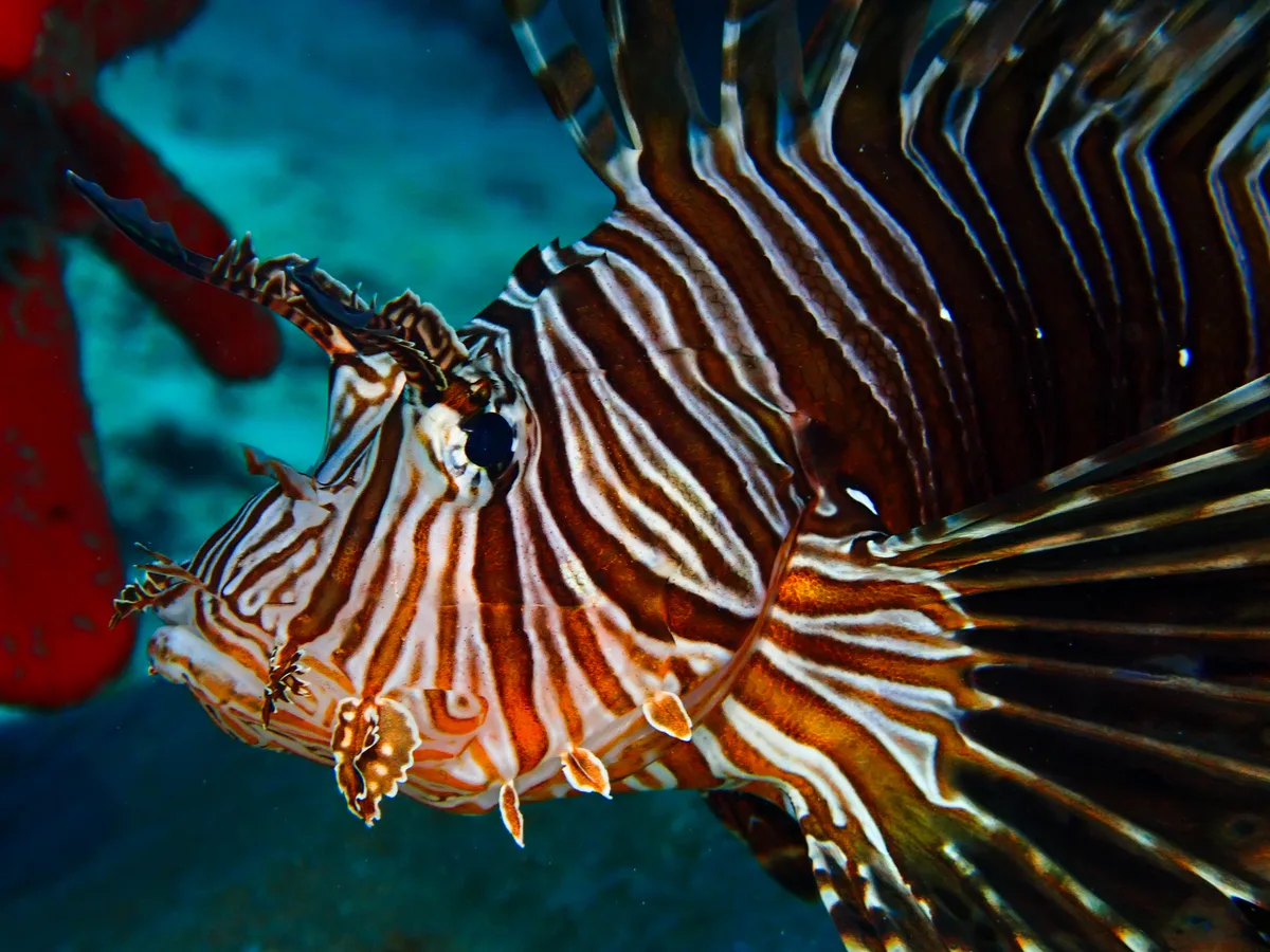 Common Lionfish