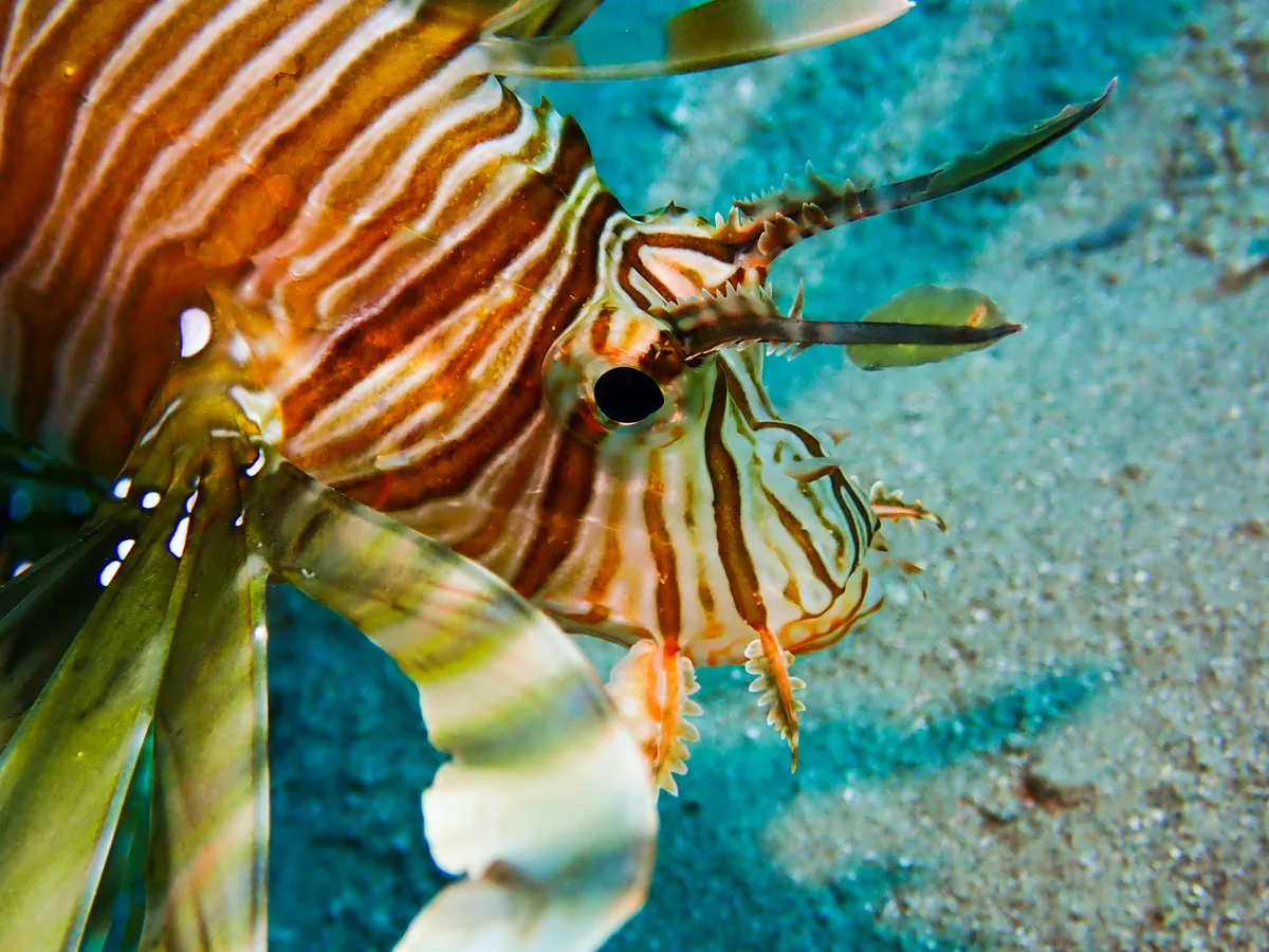 Common Lionfish