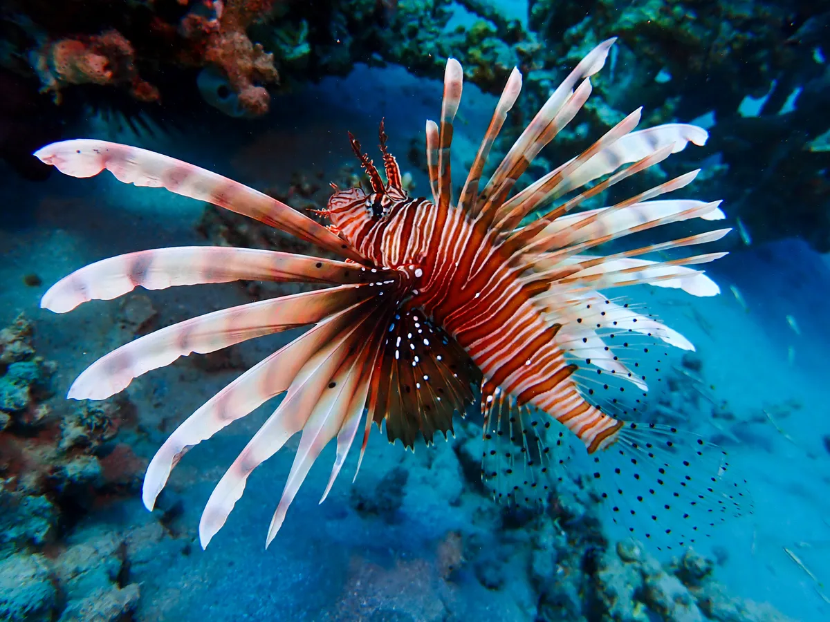 Common Lionfish