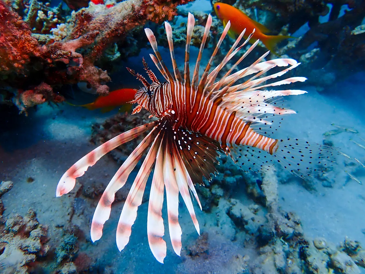 Common Lionfish