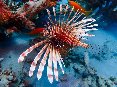 Common Lionfish