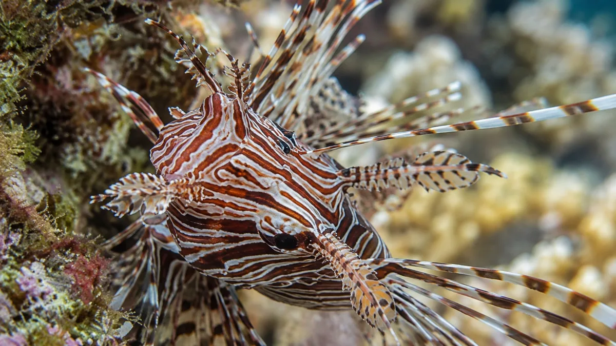 Common Lionfish