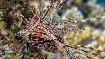 Common Lionfish