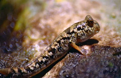 Common Mudskipper (Periophthalmus kalolo)