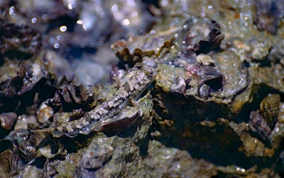 Common Mudskipper (Periophthalmus kalolo)