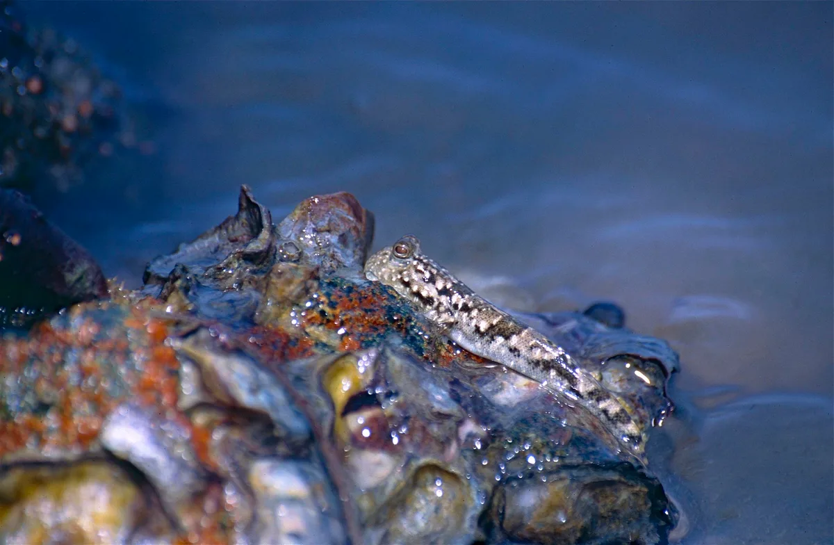 Common Mudskipper (Periophthalmus kalolo)