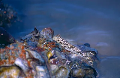 Common Mudskipper (Periophthalmus kalolo)