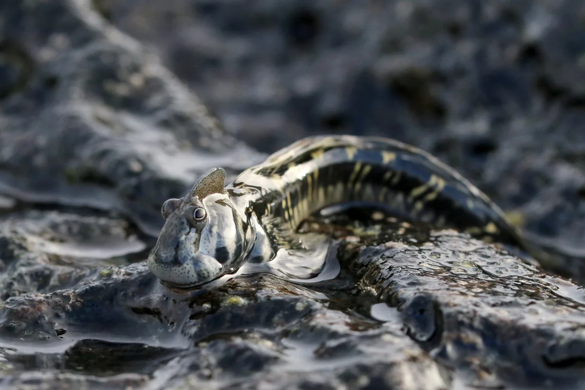 Common mudskipper
