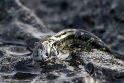 Common mudskipper
