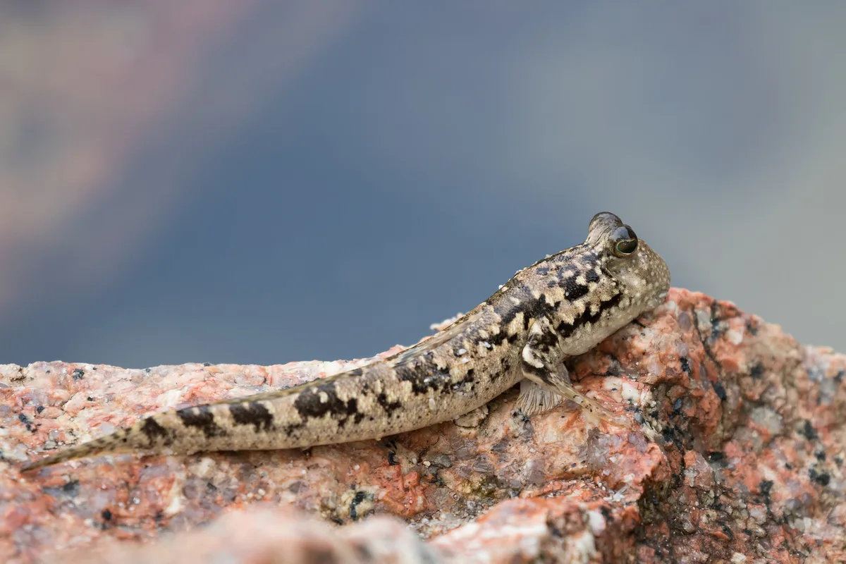 Common mudskipper