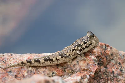 Common mudskipper