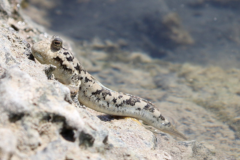 Periophthalmus kalolo, NGID785404192