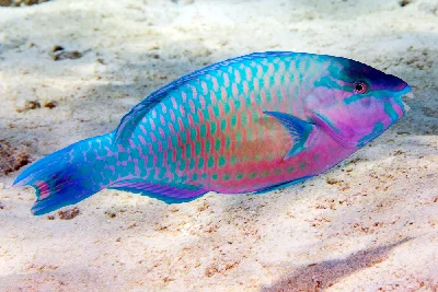 Common Parrotfish