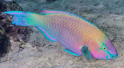 Palenose parrotfish, terminal phase - Scarus psittacus