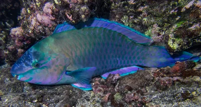 Scarus psittacus