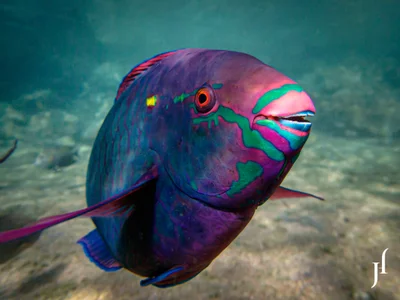 Palenose Parrotfish (Scarus psittacus) in the red see
