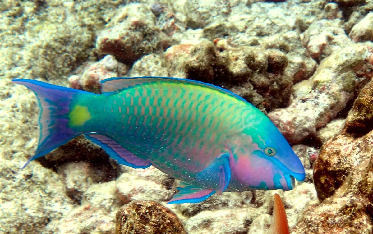 Palenose Parrotfish - ♂ (Scarus psittacus)