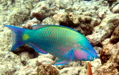 Palenose Parrotfish - ♂ (Scarus psittacus)