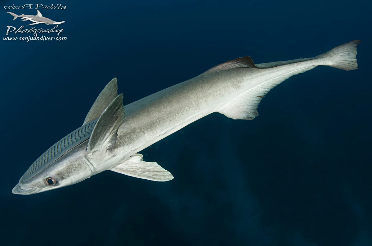 Remora