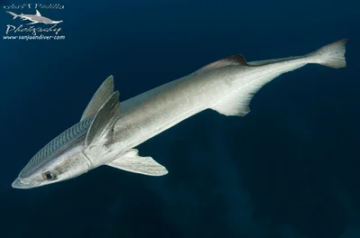 Remora