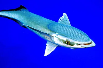 IMG_0060bcs Remora (Remora remora)