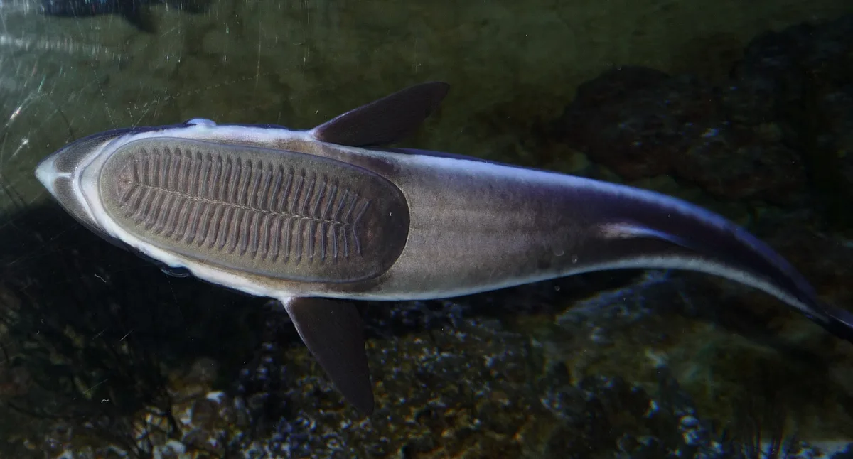 remora