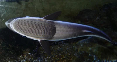 remora