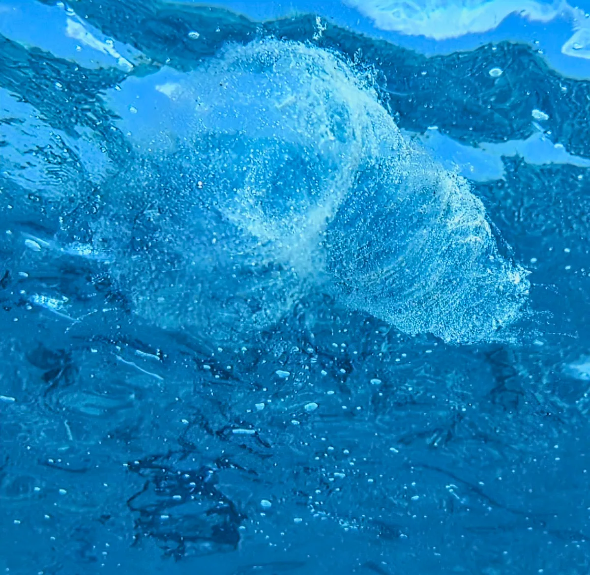 Common Salp