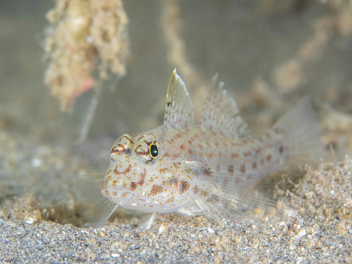 Common Sandgoby