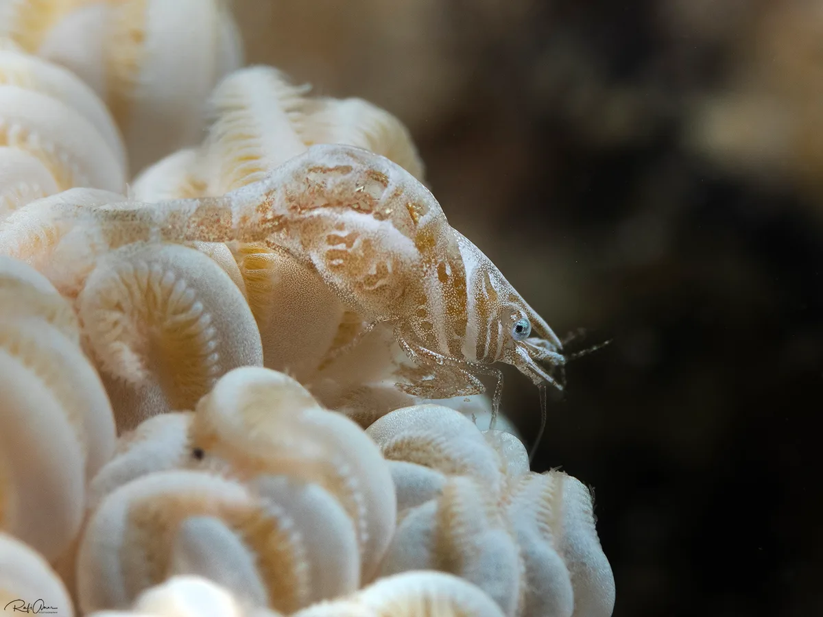 Common Xenia Coral Shrimp