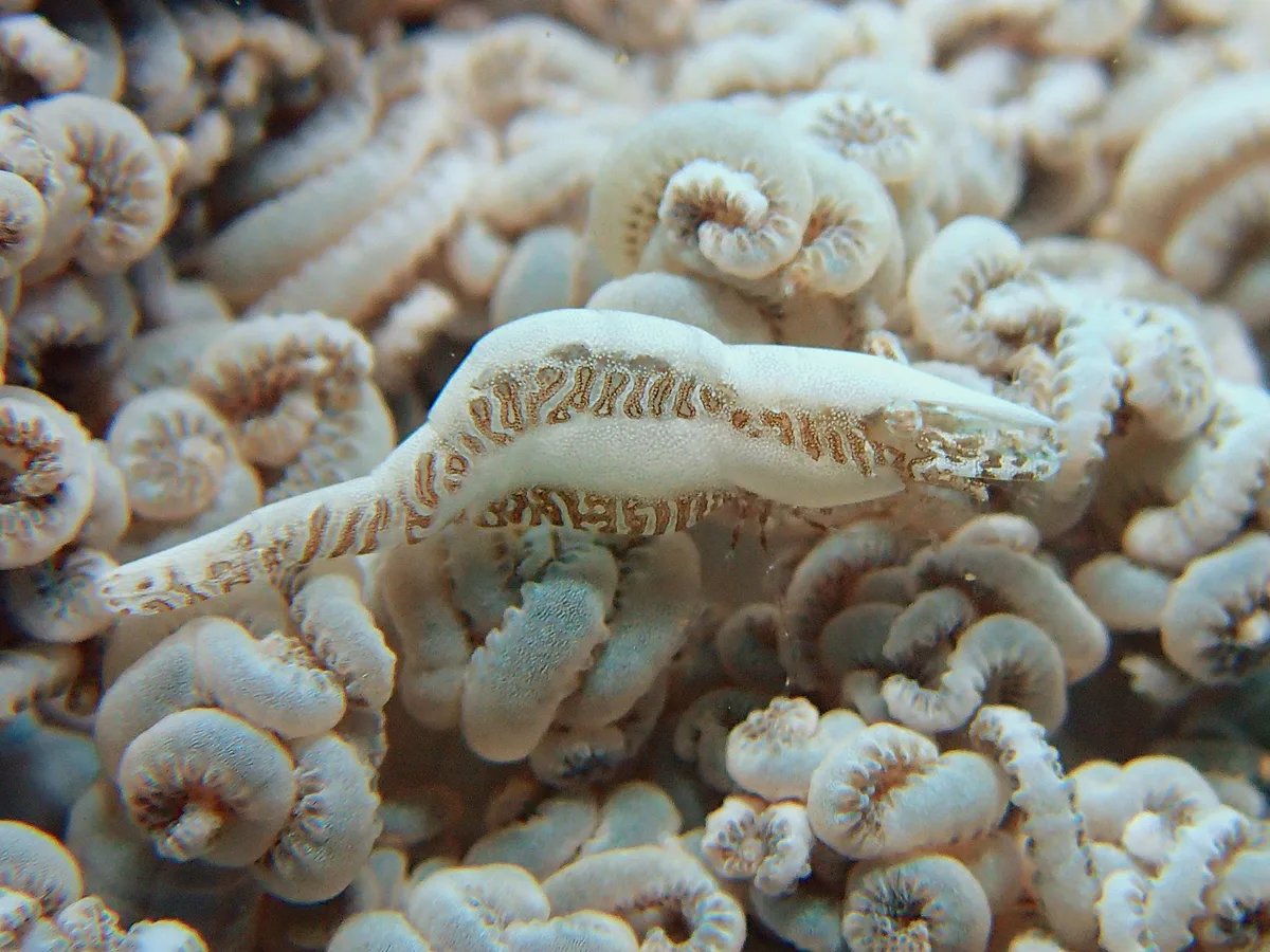 Common Xenia Coral Shrimp