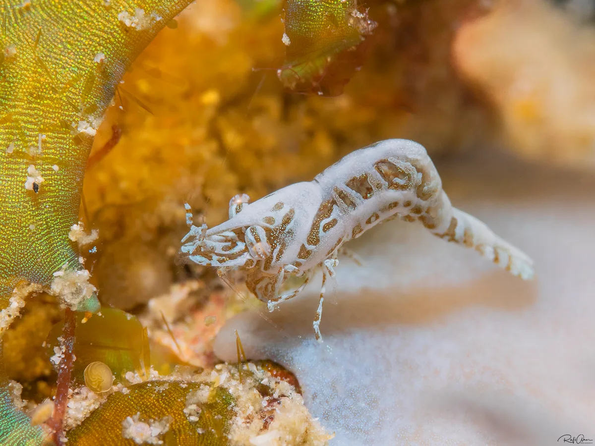 Common Xenia Coral Shrimp