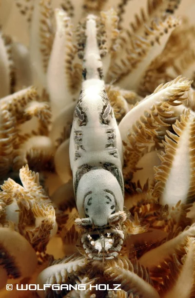 Alcyonohippolyte commensalis, Romblon Island, Philippines
