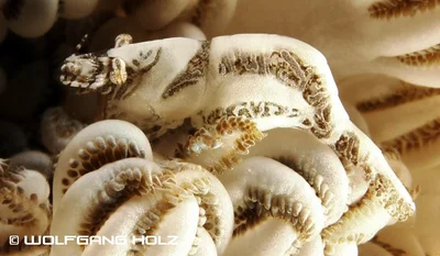 Alcyonohippolyte commensalis (Xenia coral shrimp), Romblon Island, Philippines