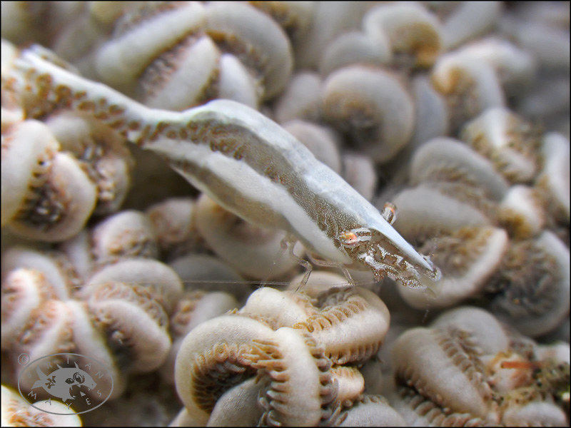Xenia Soft Coral Shrimp (Hippolyte commensalis)