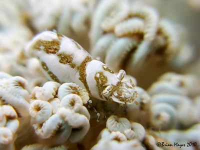 Xenia Soft Coral Shrimp (Hippolyte commensalis)