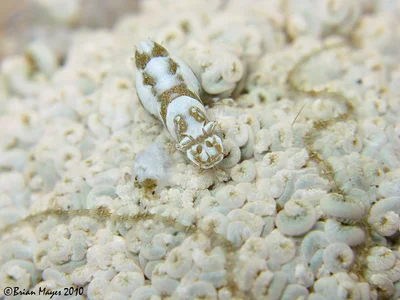 Xenia Soft Coral Shrimp (Hippolyte commensalis)
