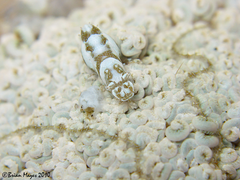 Xenia Soft Coral Shrimp (Hippolyte commensalis)