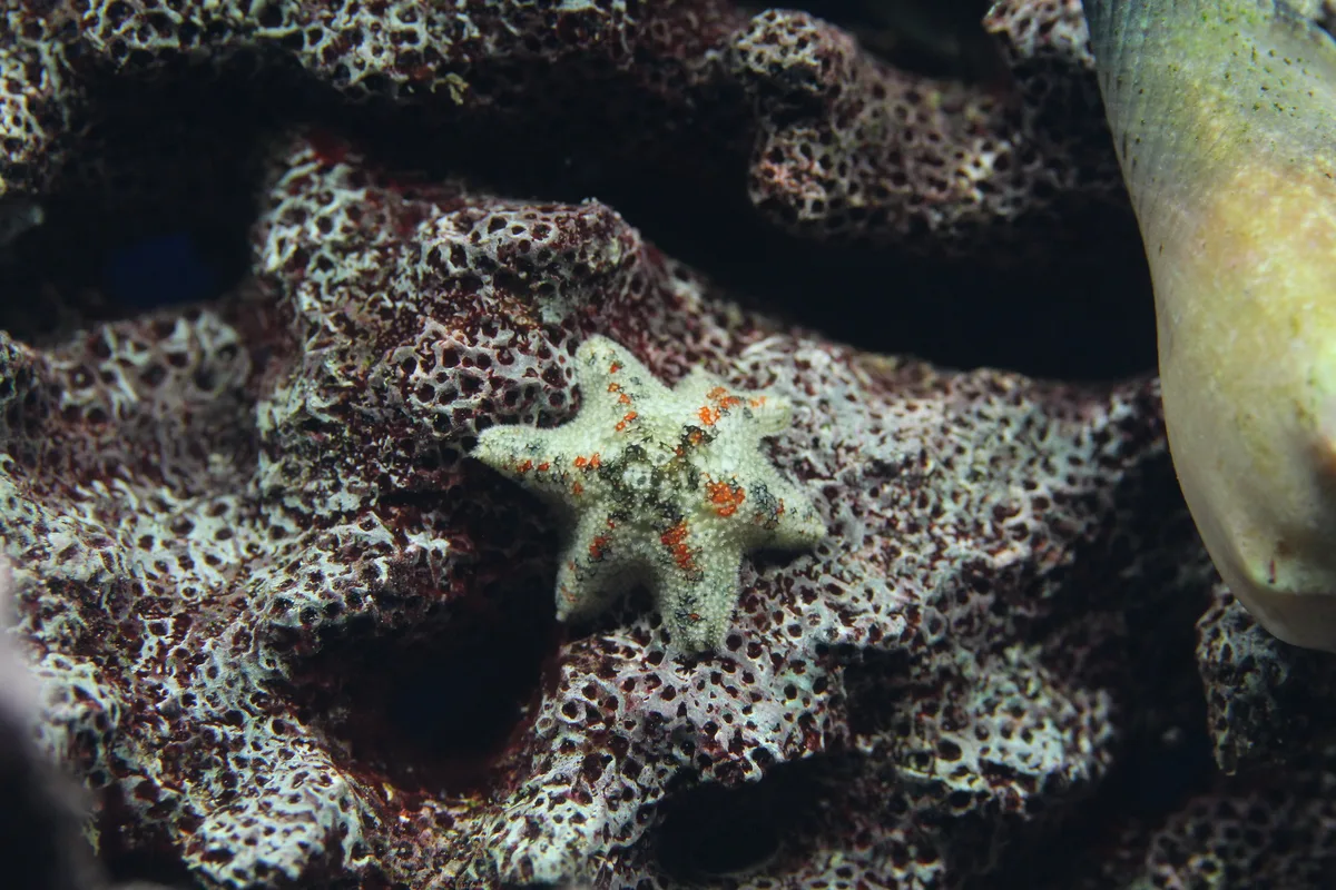 Gänsefuss-Seestern - Aquilonastra sp. - starfish
